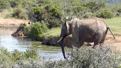 les éléphants du parc national Addo