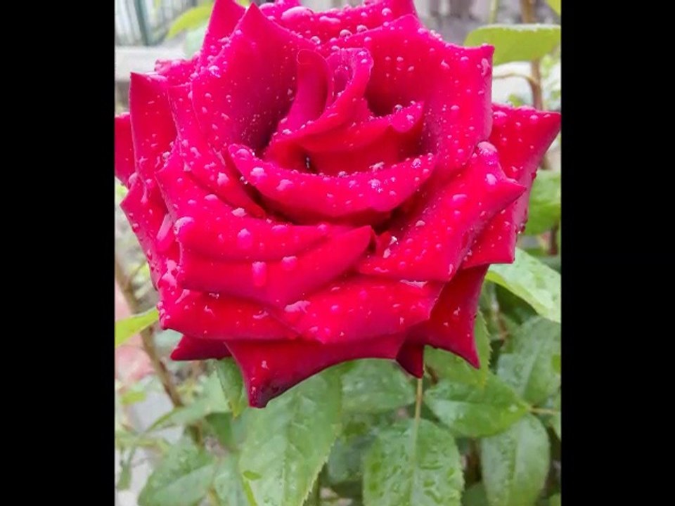 YALNIZIM DOSTLARIM YALNIZIM - OSMAN ÇELEBİ