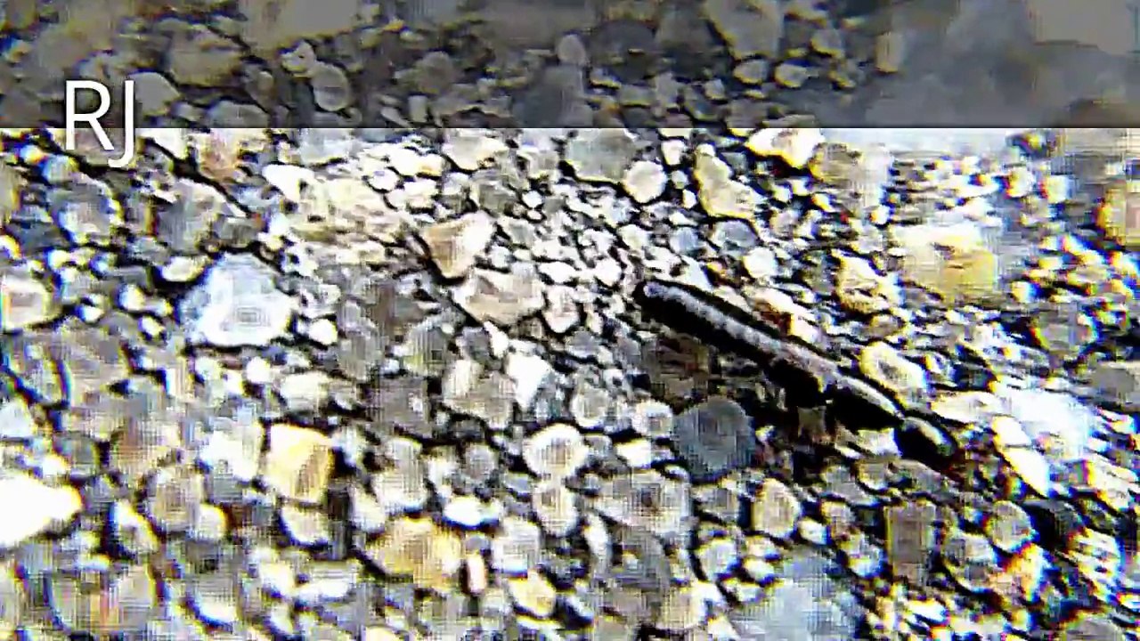 Monster Bug Wars Rare Bug is it a Ant or a Worm