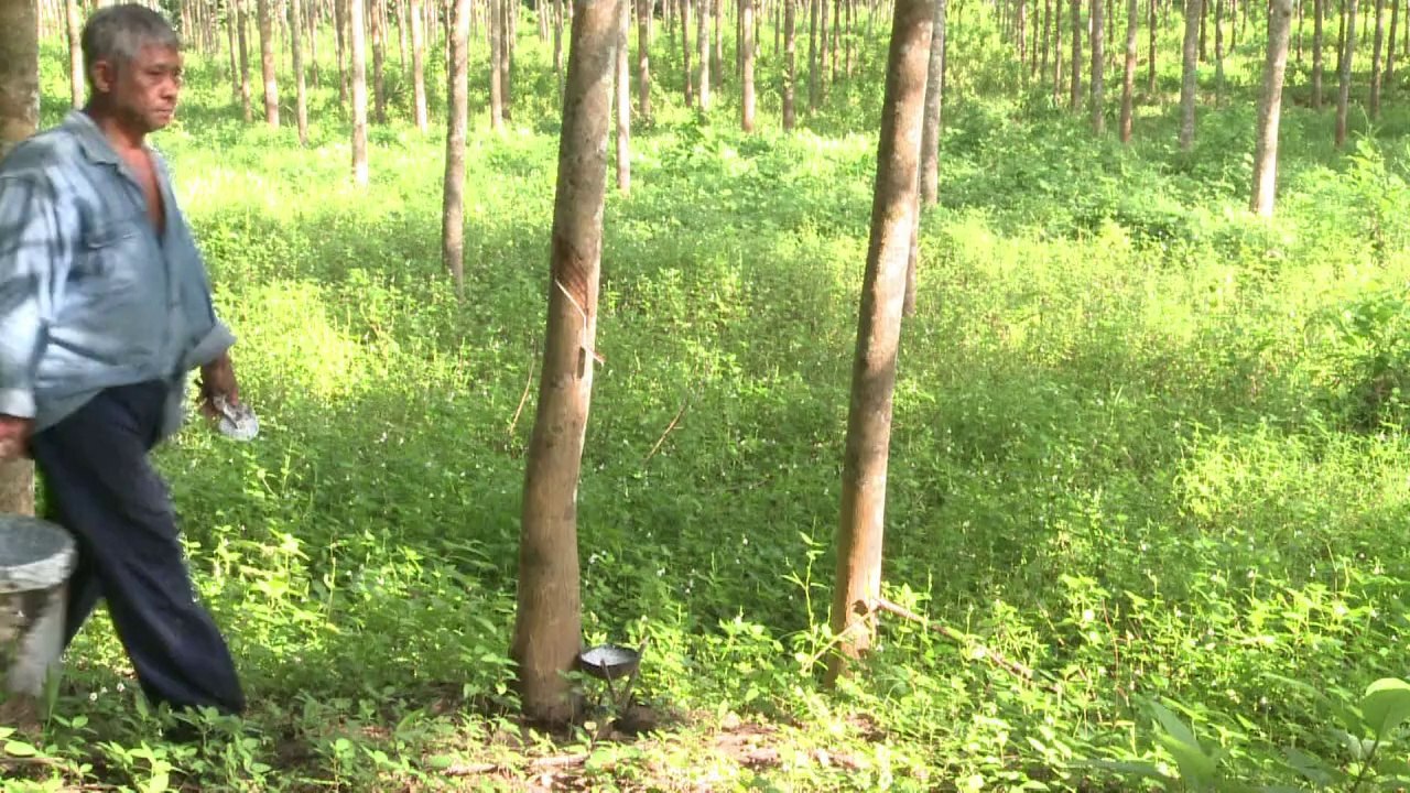 Kautschuk-Bauern in Thailand fürchten die Pleite