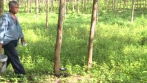 Kautschuk-Bauern in Thailand fürchten die Pleite
