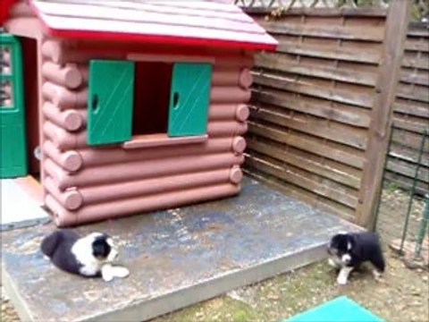 chiots femelles berger australien