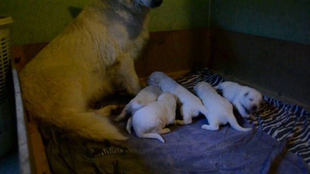 chiots berger blanc suisses de 2 semaines