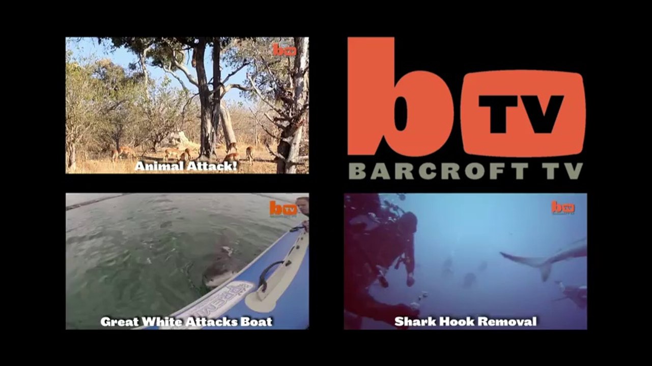 Katil Balinaların Köpek Balığı Avı