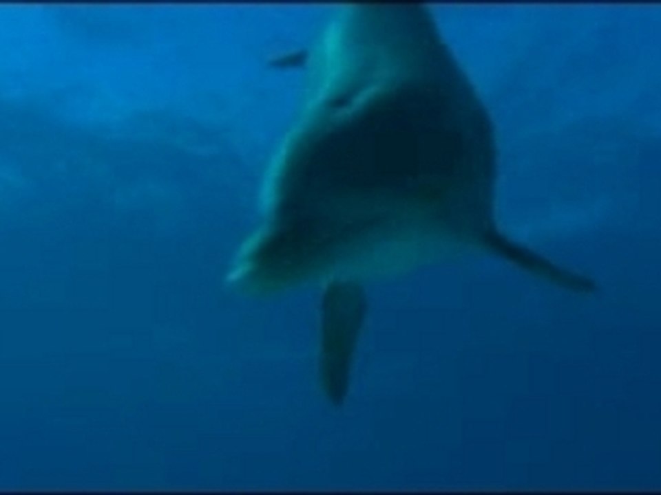 OCEANO MARAVILLOSO 3D Castilian Version