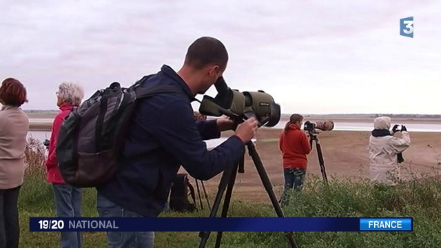 Les grues cendrées arrivent sur le lac du Der