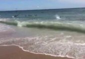 Rare Shark Feeding Frenzy at Cape Lookout National Seashore, North Carolina