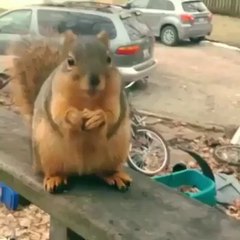 Cute grateful squirrel!!