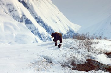 Grizzly - Extrait VF