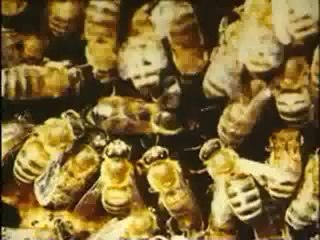 Yayçep Arıcılık 1