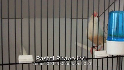 GTE 2014 Paddas Pastel Phaeo ind