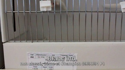 GTE 2014 Paddas Blanc ind