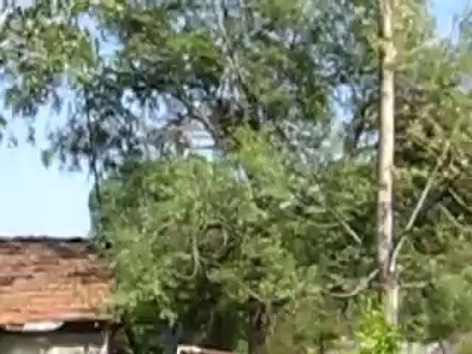 Oğul yakalama anı
