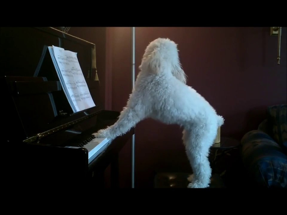 Un chien a un incroyable talent !