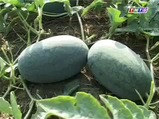 Mô hình trồng dưa hấu vùng ngập lũ huyện cái bè - nghenong.com