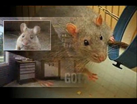 Rodent Exterminator Philadelphia, PA