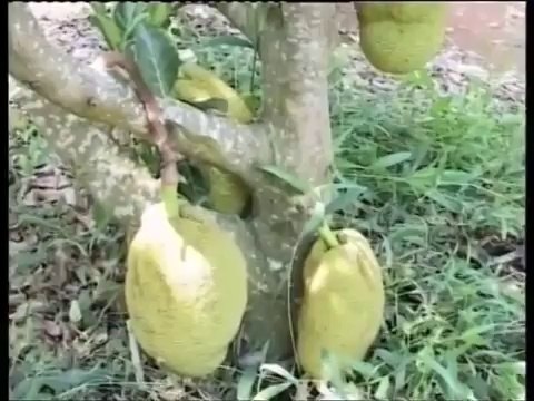 Mô Hình Trồng Mít Thái Ruột Đỏ Đạt Hiệu Quả Kinh Tế Cao - nghenong.com