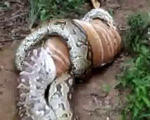 Dev piton yılanı hayvanı yutuyor