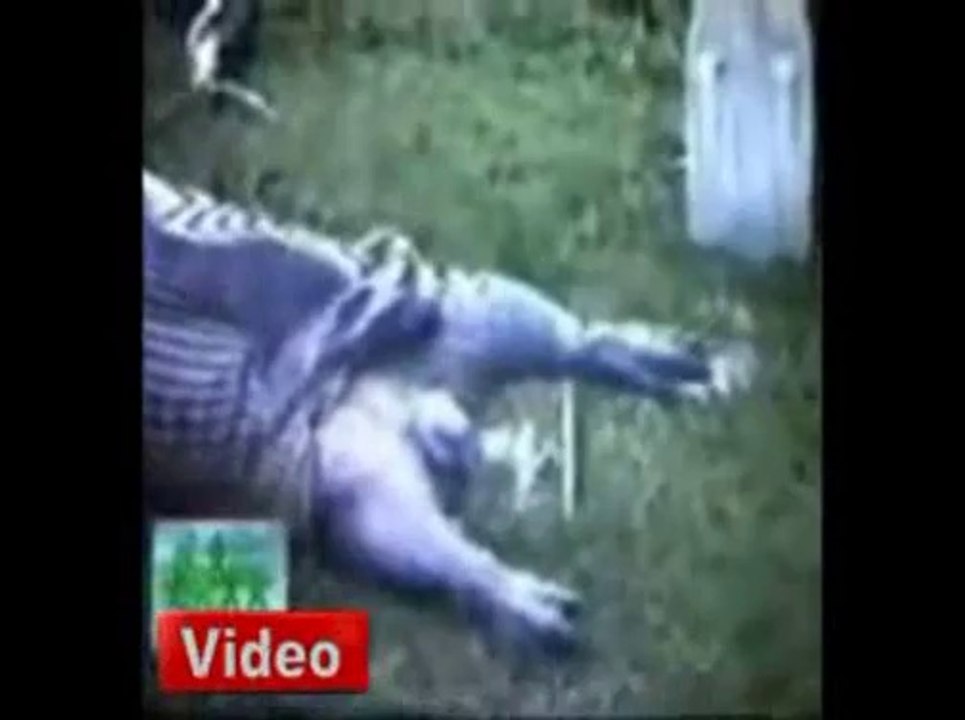 Piton yılanı 1 tonluk su aygırını yedi