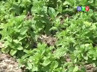 Mô hình trồng rau húng, hành tím - nghenong.com