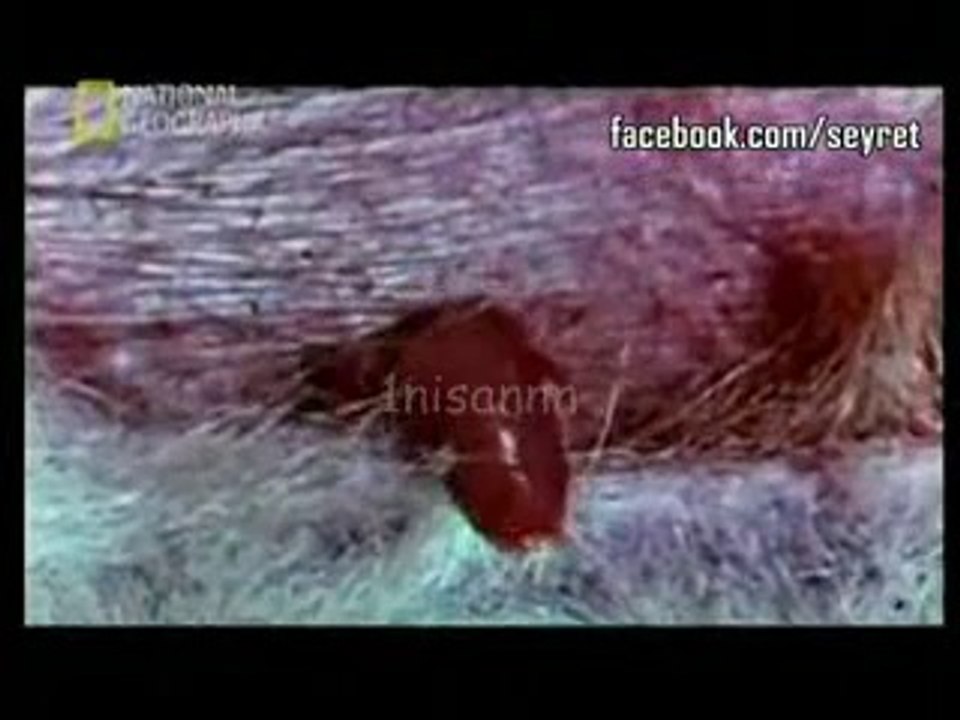 Yeni doğmuş kangurunun yaşam mücadelesi