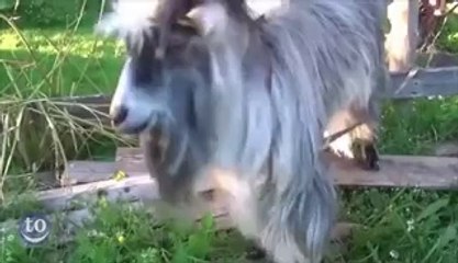 Funny Animals Dancing to Salt-n-Pepa&#039;s &#039;Push It&#039; - Vidéo Dailymotion