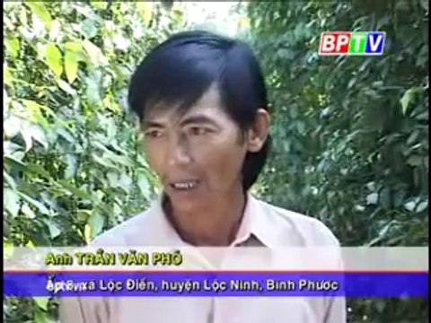 Mô hình trồng xen cây ăn trái - nghenong.com