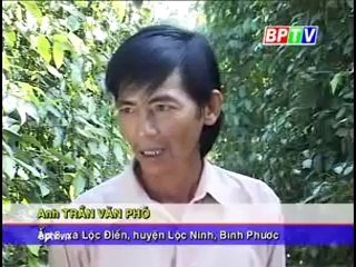 Mô hình trồng xen cây ăn trái - nghenong.com