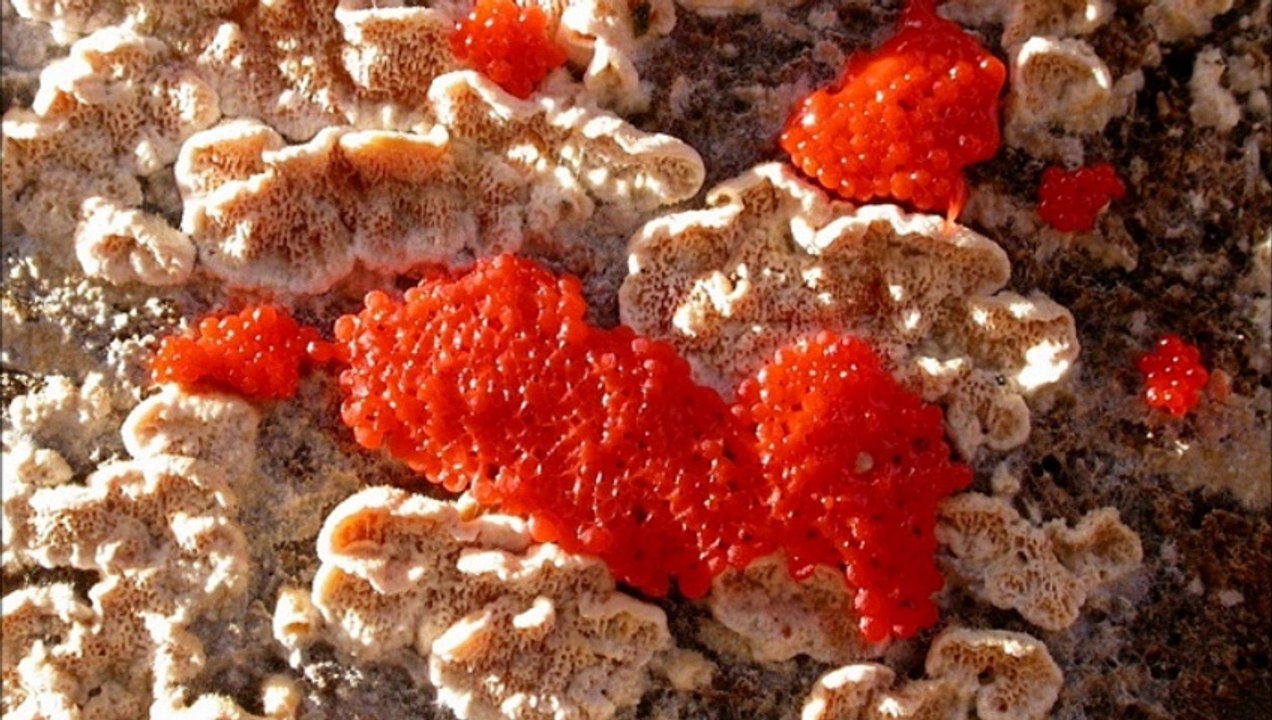 PHASE TERMINALE 2006/ MYXOMYCETES STAKHANOVISTES
