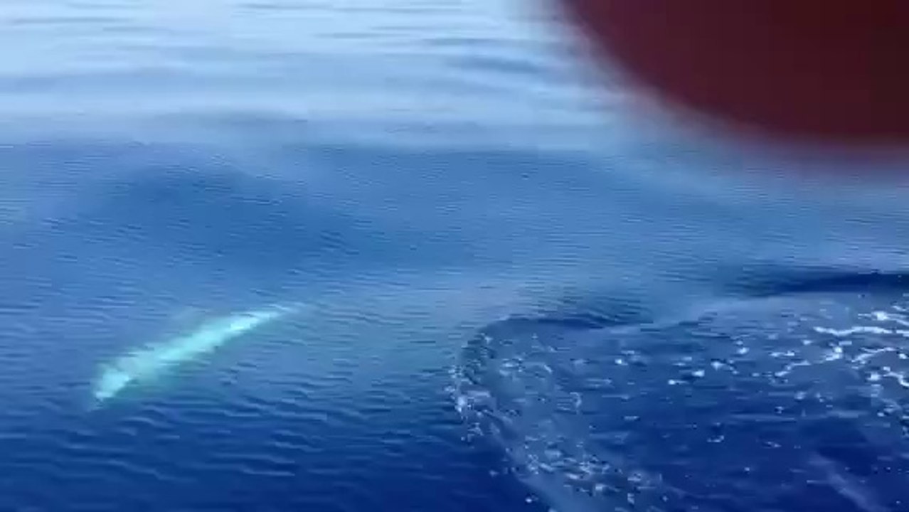 Delfini a Chiessi