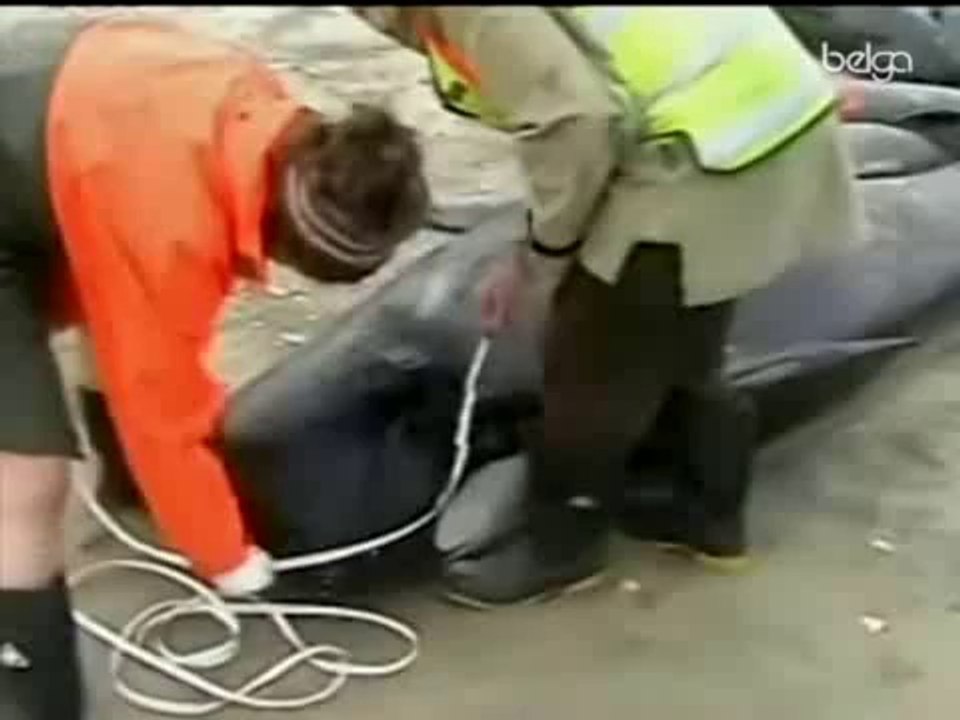 Une centaine de baleines mortes échouées en Nouvelle-Zélande