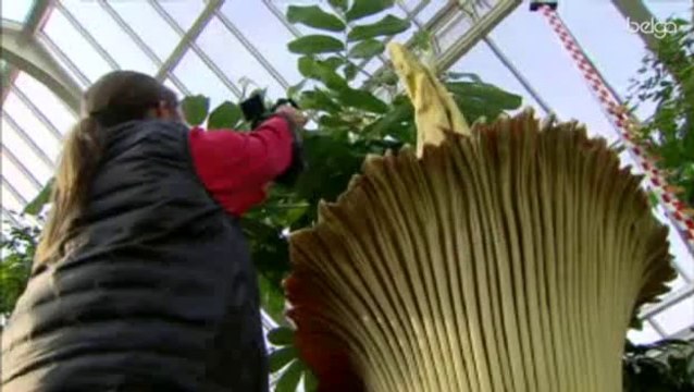 Le rarissime Arum Titan de Meise est en fleur