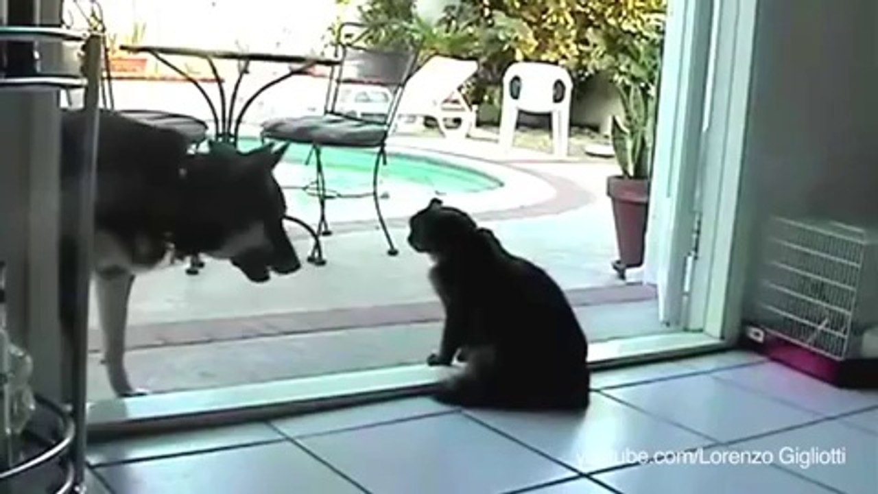 Ces chiens qui se font dompter par des chats