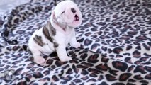 Un bébé bulldog qui a du mal à aboyer pour la première fois