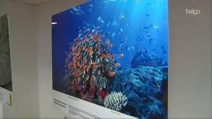 Le WWF fête son 50e anniversaire