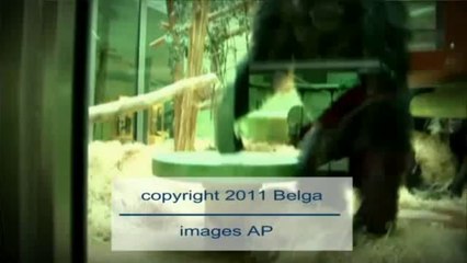 Anvers et Planckendael invitent les visiteurs à faire le singe