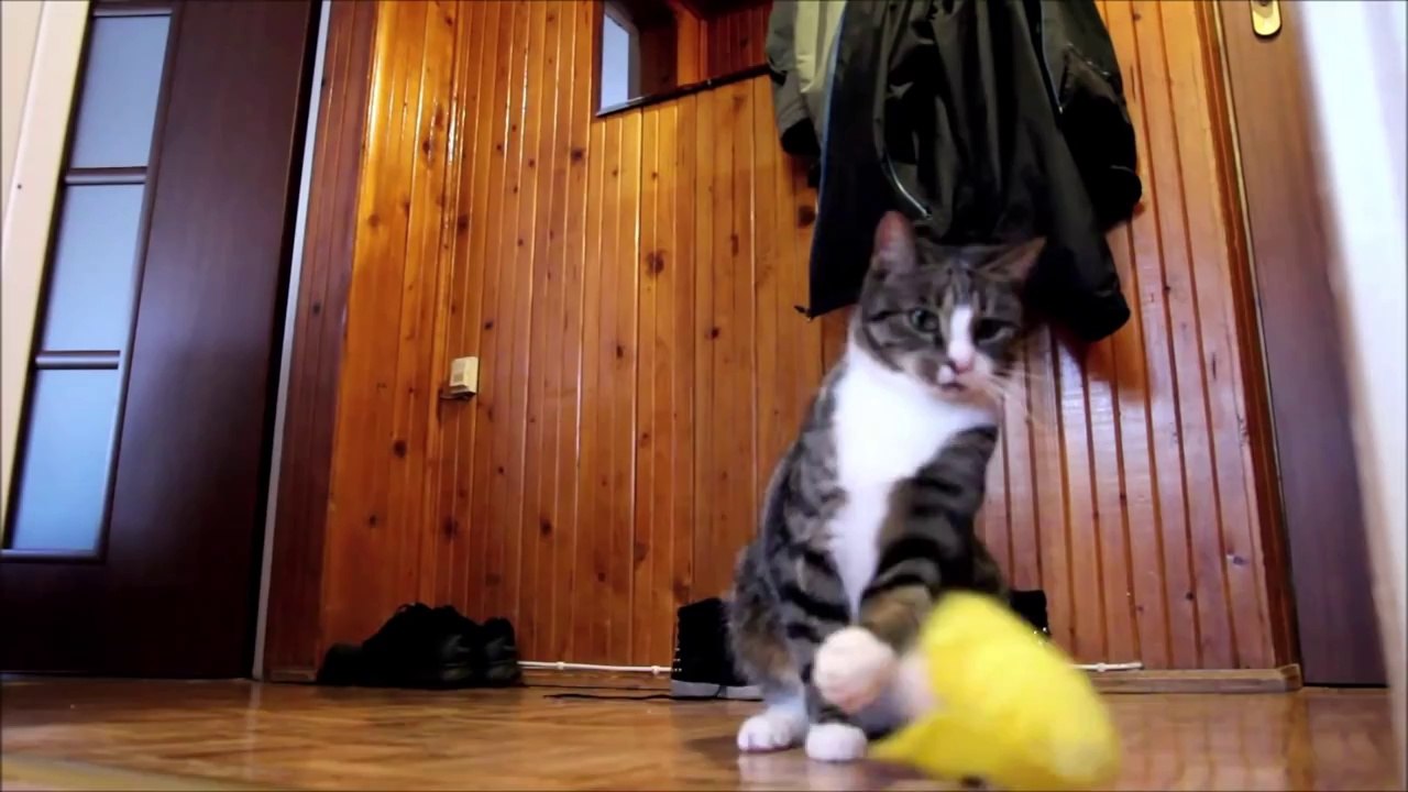 Un chat croisé avec un Kangourou