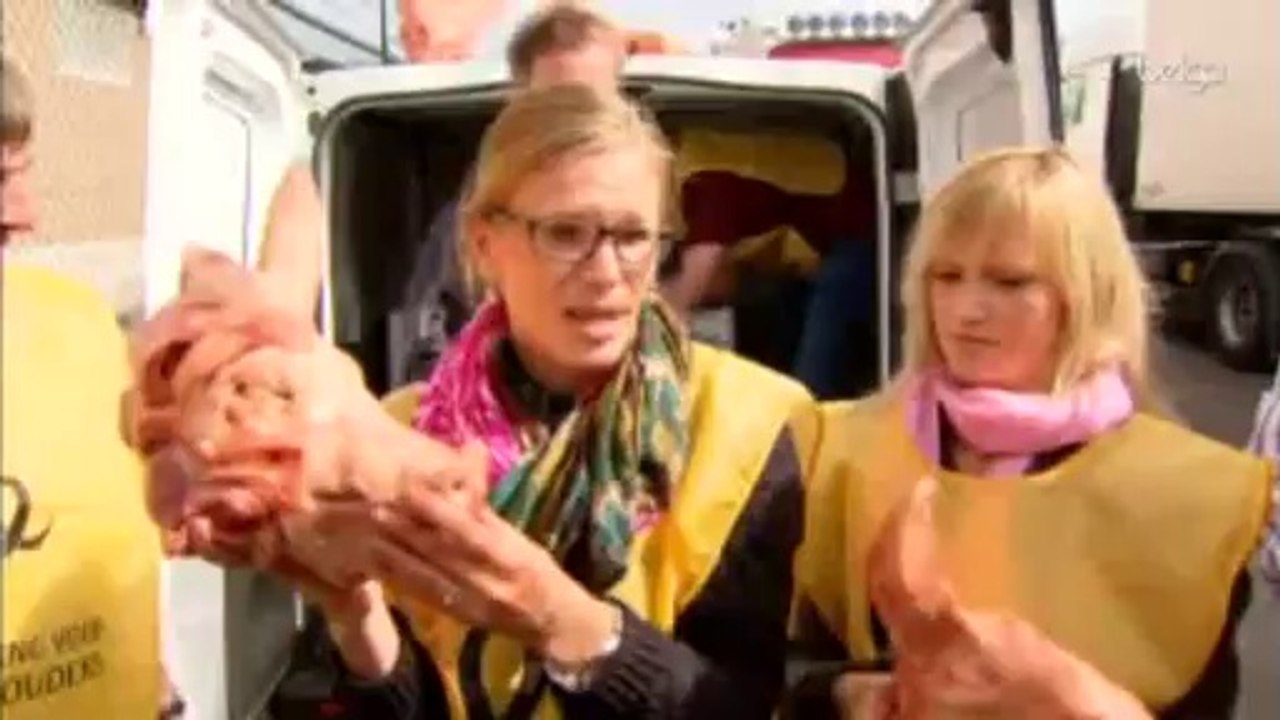 Des têtes de cochons morts devant chez Delhaize