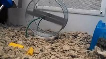 Un hamster fait de la roue sur le dos