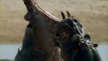 Découvrez la collection BBC Earth