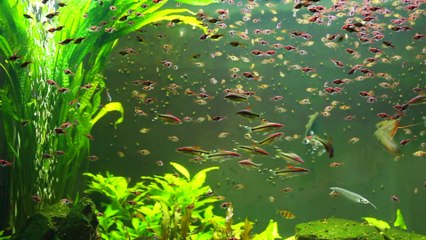 Рыбки в аквариуме