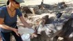Orphaned Baby Rhino Gets Fed Through a Milk Bottle
