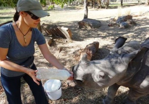 Orphaned Baby Rhino Gets Fed Through a Milk Bottle