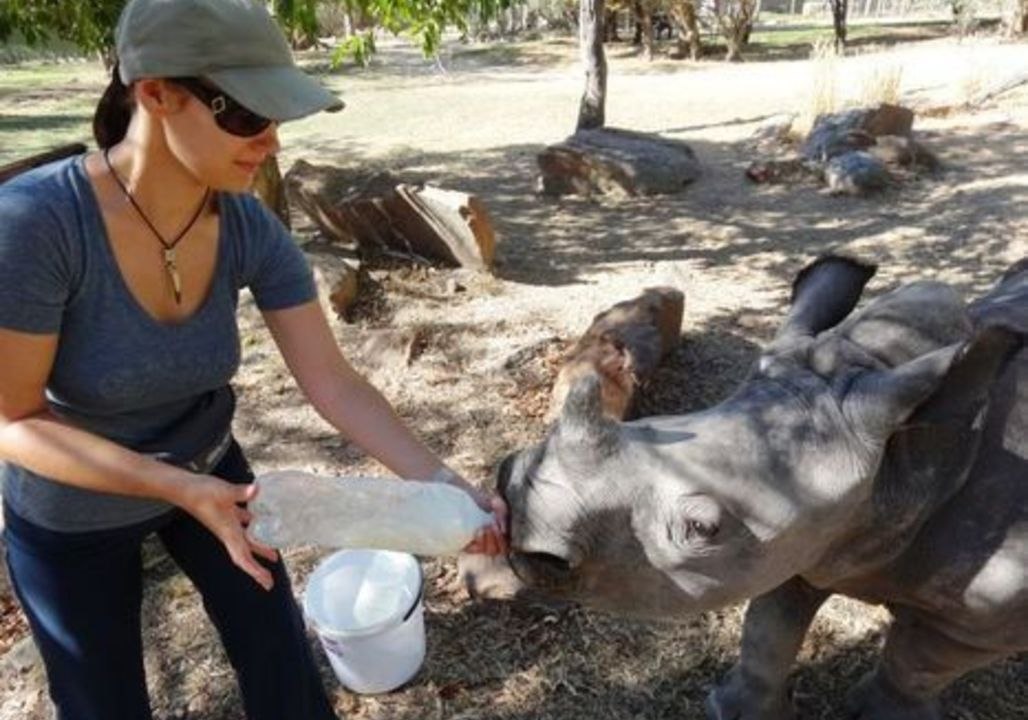 Orphaned Baby Rhino Gets Fed Through a Milk Bottle
