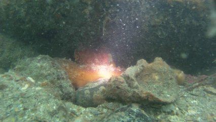 Polvo gigante, Praias, Mares, Apneia, Natureza Marinha, Ubatuba, SP, Brasil, Marcelo Ambrogi, (15)
