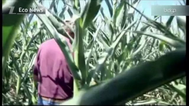 Le marché des céréales s'envole