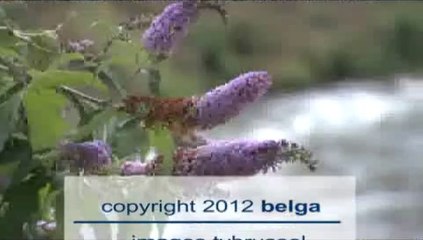 Le "big jump" de Brigitte Grouwels dans la Senne