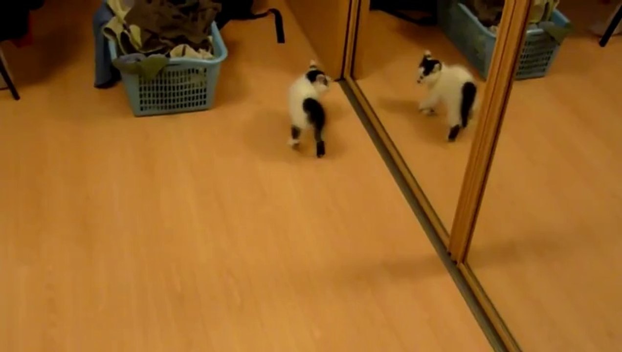 chat et miroir