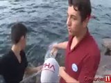 İstanbul'da ürperten görüntü: Ölen yunus balığı karaya vurdu