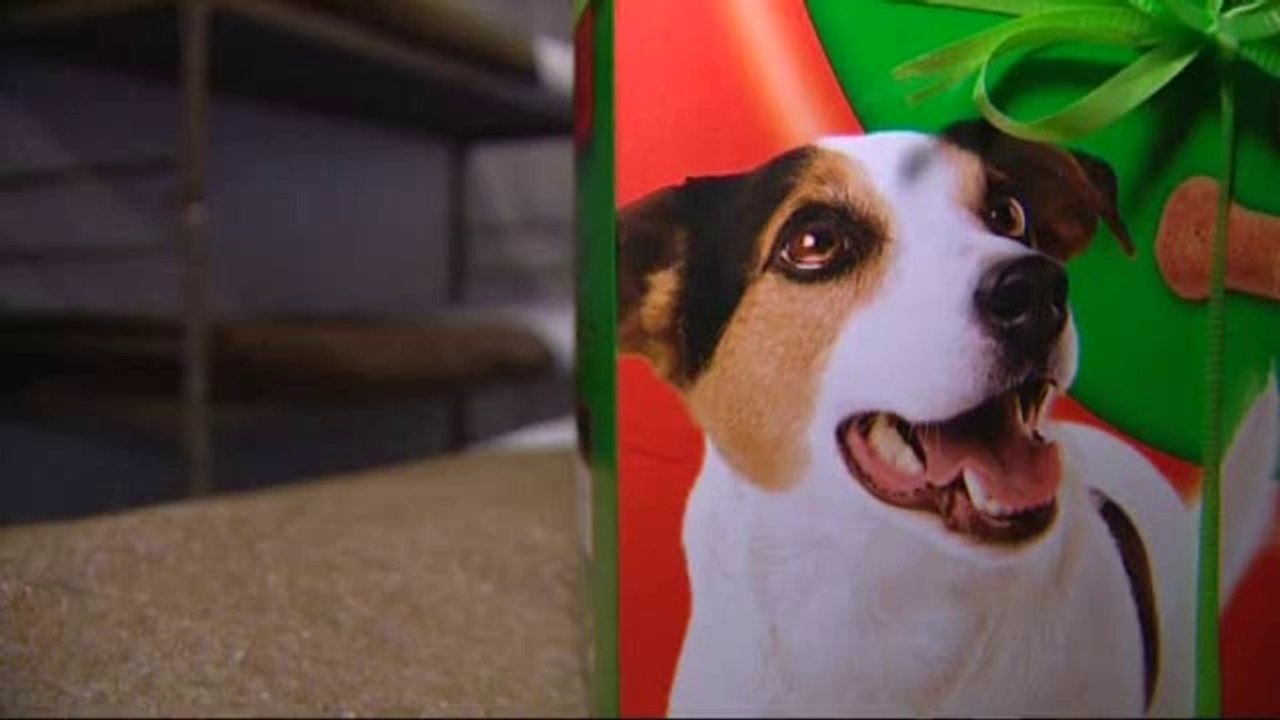 Fondation Prince Laurent: une douzaine de SDF avec chien auront un abri cet hiver